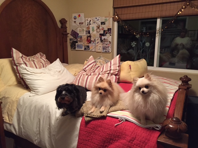 Mr. Winston, Sophie and Rocky