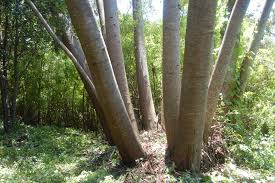 eucalyptus trunks